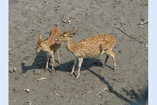 Viaggio in India 2008 - Sunderbans